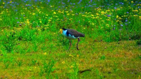 Bird in a Field Stock Photos