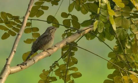 Bird in a  field Stock Photos