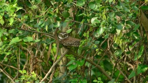 Bird in a  field Stock-Fotos