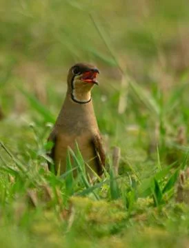 Bird in a  field Stock-Fotos