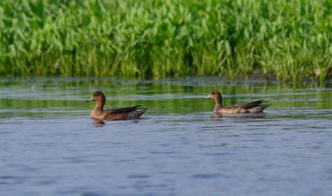 Bird in field Stock Photos