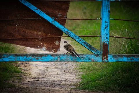 Bird in the field, standing on a gate Stock Photos