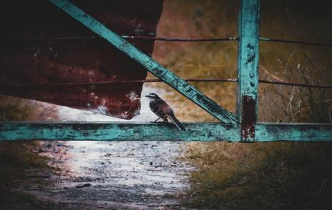 Bird in the field, standing on a gate Stock Photos