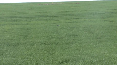 Bird in a field of young wheat Stock Footage 36988584
