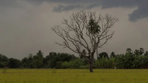 Bird fields purple on the branches. Stock Footage 99882269