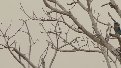 Bird fields purple on the branches. Stock Footage 99884142