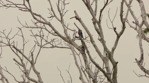 Bird fields purple on the branches. Stock Footage 99886988