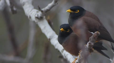 Bird on a fig tree 10/16 Video stock 47318673