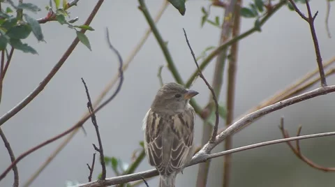 Bird on a fig tree  Video stock 47313365