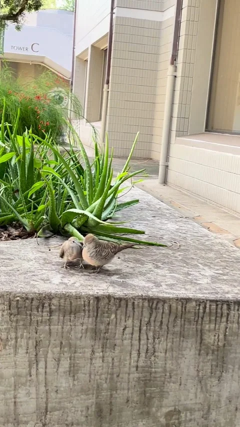 Bird Fight Stock Footage 305808429