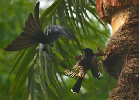 Bird fight Stock Photos