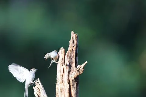 Bird Fight Stock Photos
