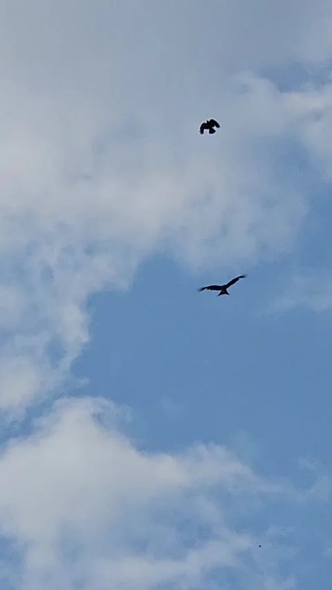 Bird figth Stockbeeldmateriaal 319438741