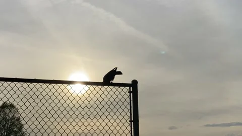 Bird Files Away Stock Footage 209592415