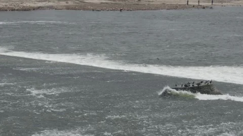 Bird-filled Waterside Waves - A Nature-Lover's Paradise Video stock 320920998