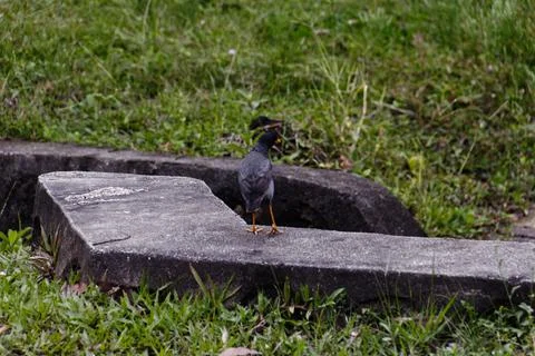 Bird Find Something Stock Photos