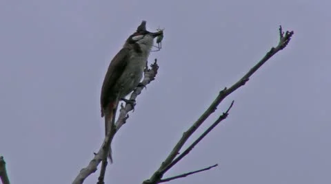 A Bird Finds Dinner Stock-Footage 11275118