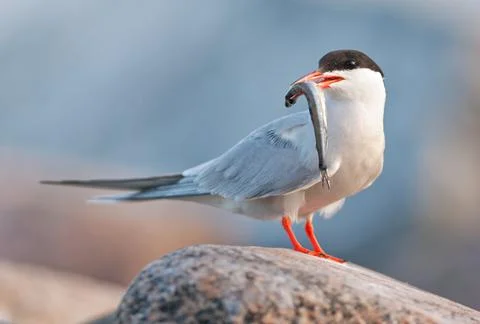 Bird with fish. The Common Tern (Sterna hirundo) is a seabird of the tern fam Stock Photos