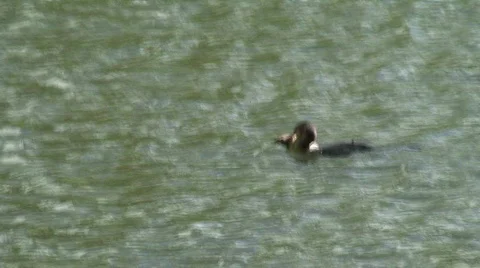 Bird With Fish Stock Footage 572910