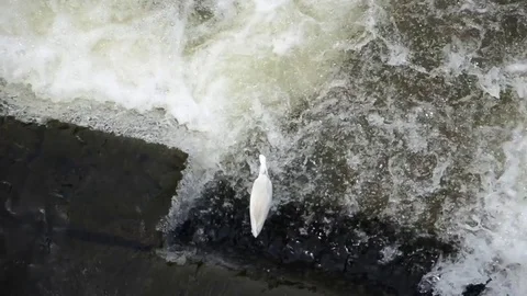 Bird Fishing Stock Footage 83577924