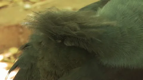 Bird Fixing Feathers 2 Stock-Footage 19050461