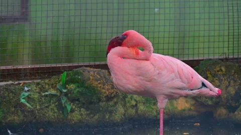 Bird flamingo 스톡 동영상 246222327