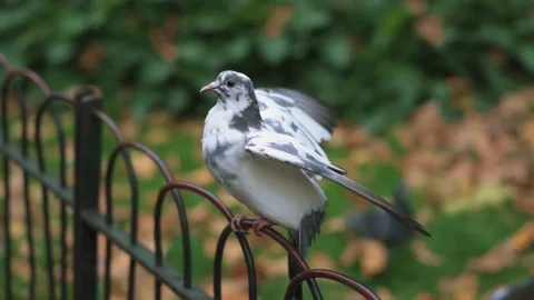 Bird flapping its wings and preparing to fly in slow motion Stock Footage 80669705