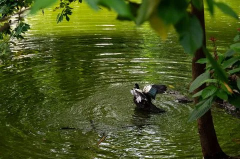 A bird flapping its wings in a calm pond, surrounded by lush green foliage. Stock-Fotos