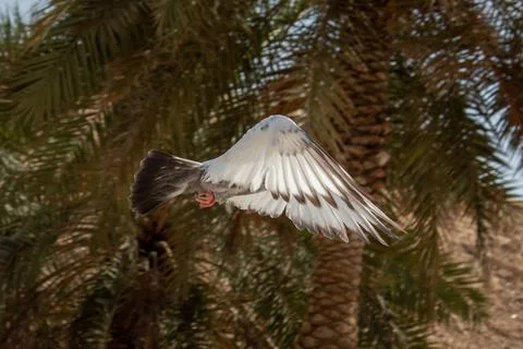 A bird flapping its wings Foto stock