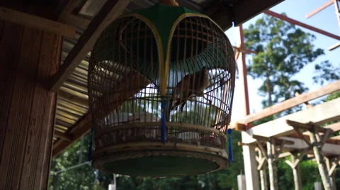 Bird Flapping Wings In A Beautiful And Classic Bamboo Cage Stock Footage 34634999