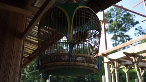 Bird Flapping Wings In A Beautiful And Classic Bamboo Cage Stock Footage 34731065