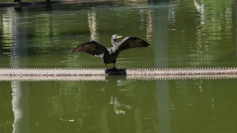 Bird flaps its shiny black wings open, front, drying in the sun and scratching. Stock Footage 157935343