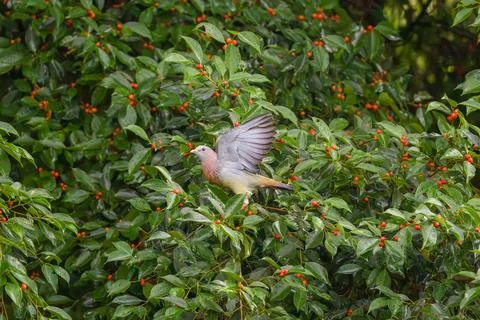 Bird flaps wings amid dense green foliage Stock Photos