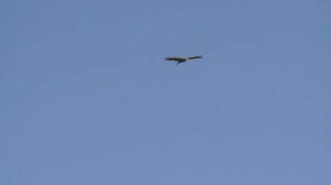 Bird is Flaying Stock Footage 46064035