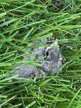 Bird fledging on the ground Stock Photos