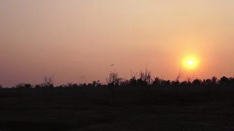 The bird flew back to the nest in the evening and the light of the sunset. Stock Footage 129216164