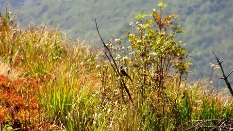 A bird flew from branch Stock Footage 69083844