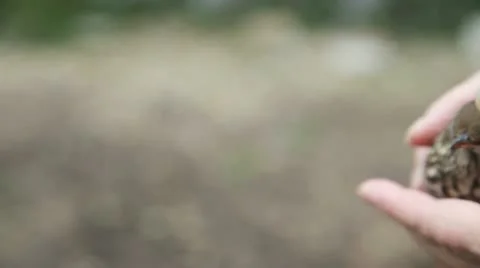 Bird that flew into window Stock Footage 21967578