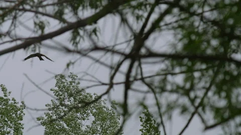 Bird flie across gray sky autumn day. hunter looking victim through branche Stock Footage 100740729