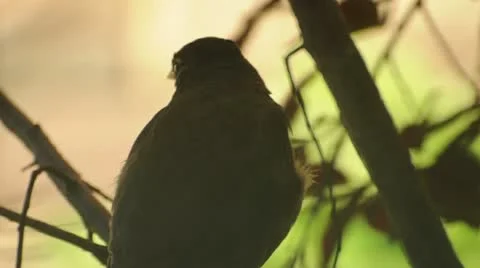 Bird Flies Off 035228 Stock Footage 11197636
