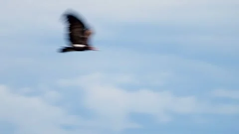 A bird flies across a cloudy sky over the African bush Video stock 345521278
