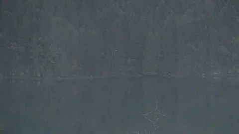 Bird flies across forrest reflected in lake Stock Footage 127121417