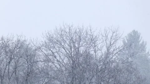 Bird flies against the background of trees during heavy snowfall in winter Video stock 278097318