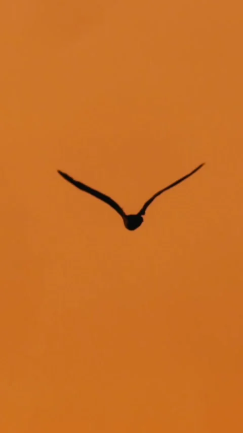 A bird flies against a solid orange background sky, Oakland, USA Stock Footage 317806089