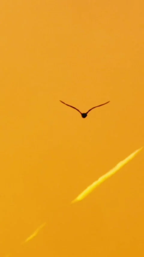 A bird flies against a solid orange background sky, Oakland, USA Stock Footage 317806123