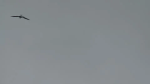 Bird flies against wind Stock Footage 2855715