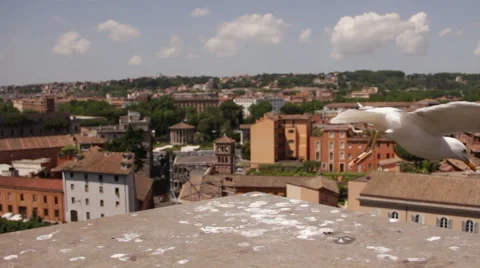 Bird flies away Stock Footage 40245941