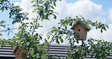Bird flies back into birdbox in slow motion. Stock Footage 118304077