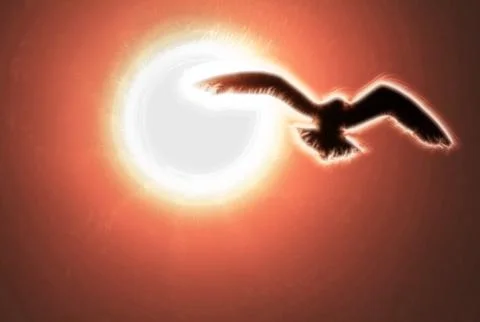 Bird flies in background light Stock Photos