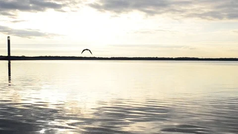 Bird flies on background of lighthouse at dawn Stock Footage